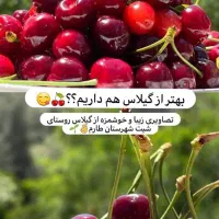 فروش کلیه محصولات کشاورزی طارم|خوردنی و آشامیدنی|تهران, فلسطین (میدان انقلاب)|دیوار