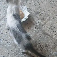 گربه خانگی گمشده|حیوانات|اهواز, گلستان|دیوار