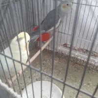 پرنده های زیبا