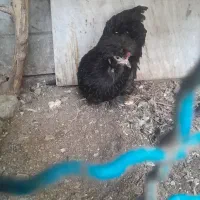 مرغ مرندی