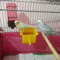 یک جفت مرغ عشق رنگی نر وماده