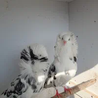 تعدای کبوترزینتی لوکس|پرنده|لاهیجان, یوسف آباد|دیوار