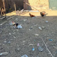 ۴ عدد خروس دونه ای ۵۰۰تومان|حیوانات مزرعه|حمیدیا, |دیوار