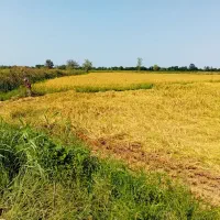 فروش۲.۵ هکتار بیجار شالیزار زمین کشاورزی