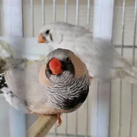 جفت فنچ کینگ جامبو