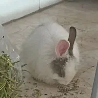 بچه خرگوش زبل