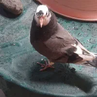 گمشده جوجه هستش اگر کسی گرفت  خبر بده ممنون