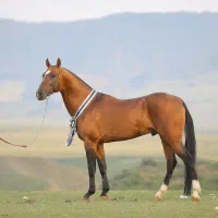 گشت سوارکاری با اسب در طبیعت