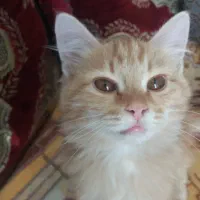 گربه خانگی رایگان نیست|گربه|یزد, |دیوار