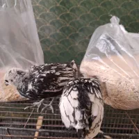 دوتا جوجه سبرایت|حیوانات مزرعه|اردکان, |دیوار