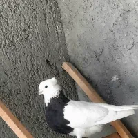 ماده طوقی (مژدگانی)