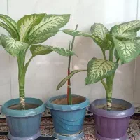خردکن و گل دیفن