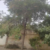 فروش درخت توت سفید
