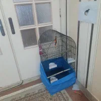 قفس طوطیسانان|لوازم جانبی حیوانات|قم, بنیاد|دیوار