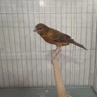 قناری سرخ سوخته.قناری سوپر بلند