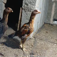 جوجه لاری
