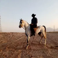 نریان عرب یکسر وارداتی (بسیار زیبا و قد بلند)