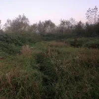 فروش دامداری صنعتی بامجوز وپروانه ساخت|فروش زمین و ملک کلنگی|املش, |دیوار