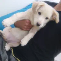 پامر اشپیتز با وسایل