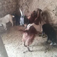 میش وبز