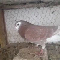 کفتر دمگیر|پرنده|اصفهان, سرچشمه|دیوار