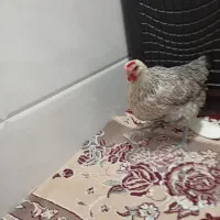 مرغ تخمگذار