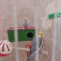 عروس هلندی نر