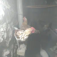 مرغ و خروس گلین لری|حیوانات مزرعه|ویلکیج, |دیوار