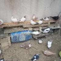 کفترفروشی|پرنده|مشهد, هنرور|دیوار