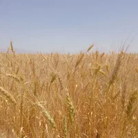 کاه گندم دیم فروشی  کیلو8هزار
