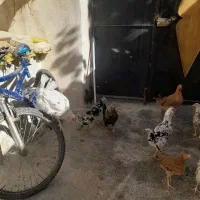 گلین۵۰عدد مرع و جوجه گلین|حیوانات مزرعه|کرمانشاه, |دیوار