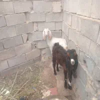 دو عدد بز نر وماده