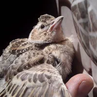 سهره نر
