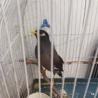 مینا کاملا سخنگوی ماده