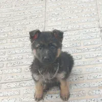 توله ژرمن شپرد