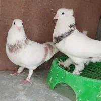 کبوتر هما
