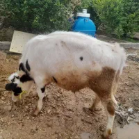 سلام دوستان یه گوساله ۹ماهه خارجی برا فروش|حیوانات مزرعه|باغ ملک, |دیوار