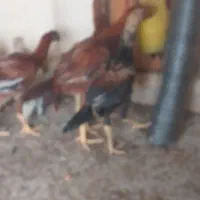 تعداد سه عدد خروس لاری اصل تو رشد سالم وعالی