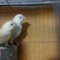 جفت قناری آماده