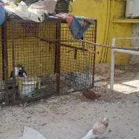 کولر ابی وباند قفس|کولر آبی|دزفول, |دیوار