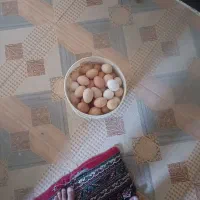 تخم مرغ محلی محلی وارزان