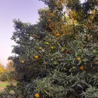 فروش نارنگی انشوونارنگی یافا|خوردنی و آشامیدنی|مرزیکلا, |دیوار