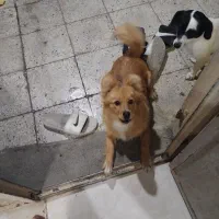 سگ های نژاد دار