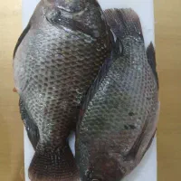 ماهی تیلاپیا