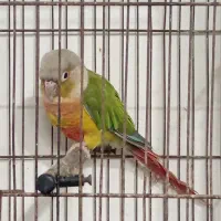 گرینچیک آناناسی