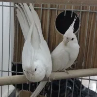 عروس البینو