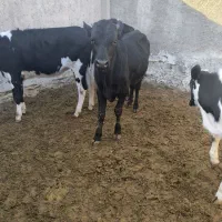 گوساله نرپردستو قلم مخصوص داشت