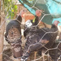 مرغ خروس کلین و پاکوتاه بوقلمون ماده|حیوانات مزرعه|اندیمشک, |دیوار