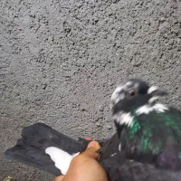 کبوترپرشی|پرنده|سلطانیه, |دیوار