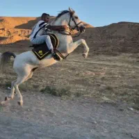 اسب مادیان  کرد سواریدار جفت زن شیرجه زن